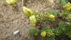 Galium arenarium