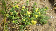 Galium arenarium