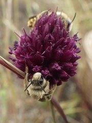 Allium sphaerocephalon