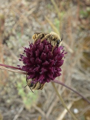 Allium sphaerocephalon