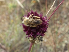 Allium sphaerocephalon