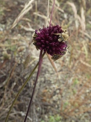 Allium sphaerocephalon