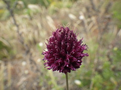 Allium sphaerocephalon