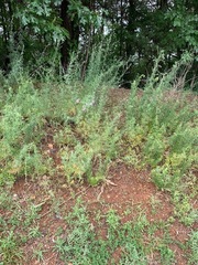 Centaurea stoebe australis