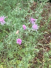 Centaurea stoebe australis