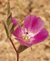 Clarkia affinis
