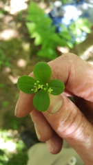 Galium kamtschaticum