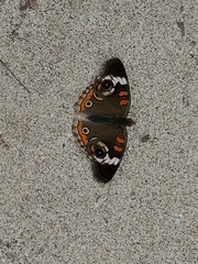 Junonia coenia coenia