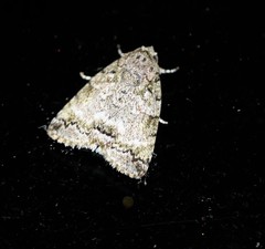 Blenina lichenopa