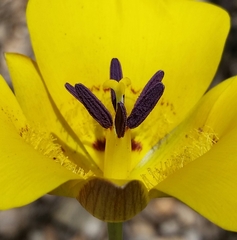 Calochortus clavatus