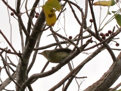 Vireo gundlachii