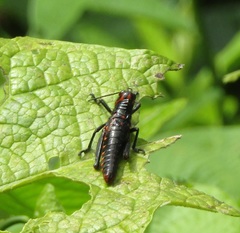 Tropidacris collaris