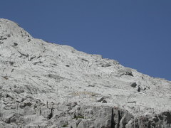 Rupicapra pyrenaica parva