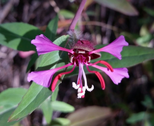 iNaturalist observation photo of Elegant Clarkia