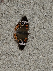 Junonia coenia coenia