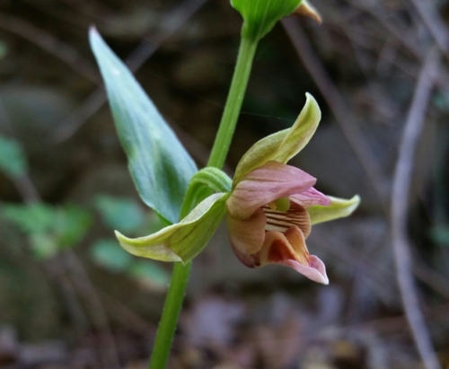 iNaturalist observation photo of Stream Orchid