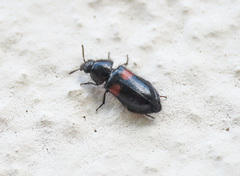 Divales bipustulatus