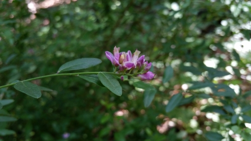 iNaturalist observation photo of Fish's milkwort