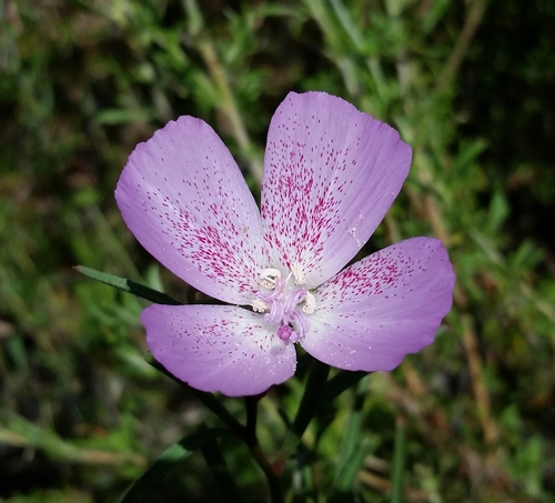 iNaturalist observation photo of Botta's clarkia