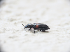 Divales bipustulatus