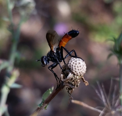 iNaturalist observation photo of Cylindromyia