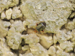 Halticus luteicollis