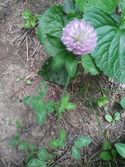 Trifolium pratense