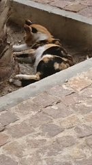 Felis catus