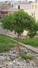 Angiospermae