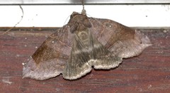 Bastilla hamatilis