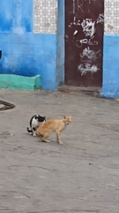 Felis catus