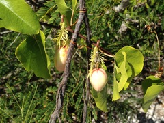 Passiflora pectinata