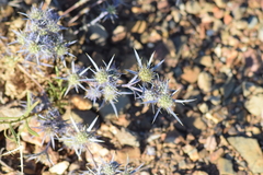 Eryngium dilatatum