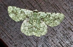 Aeolochroma viridicata