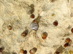 Echinolittorina mespillum image