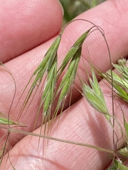 Bromus tectorum