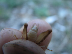 Ceuthophilus vicinus