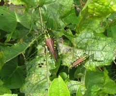 Chromacris speciosa