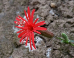 Silene laciniata laciniata