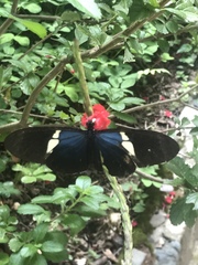 Heliconius sara elektra