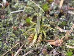 Melanoplus digitifer