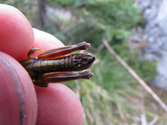 Melanoplus digitifer