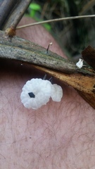 Marasmiellus bonii