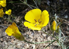 Calochortus clavatus