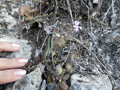 Pinguicula debbertiana