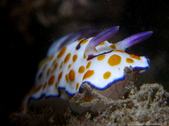 Goniobranchus annulatus
