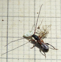 Molorchus longicollis