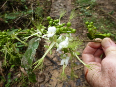 Dactyladenia hirsuta