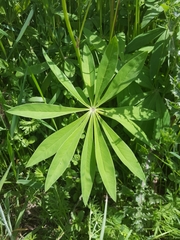 Lupinus polyphyllus polyphyllus
