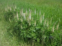 Lupinus polyphyllus polyphyllus
